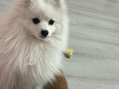 -BABIT巴比特宠物(MOMOPARK店)