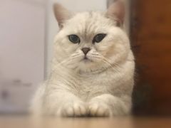 -芭比堂宠物医院·全科爱猫医院·仁德分院