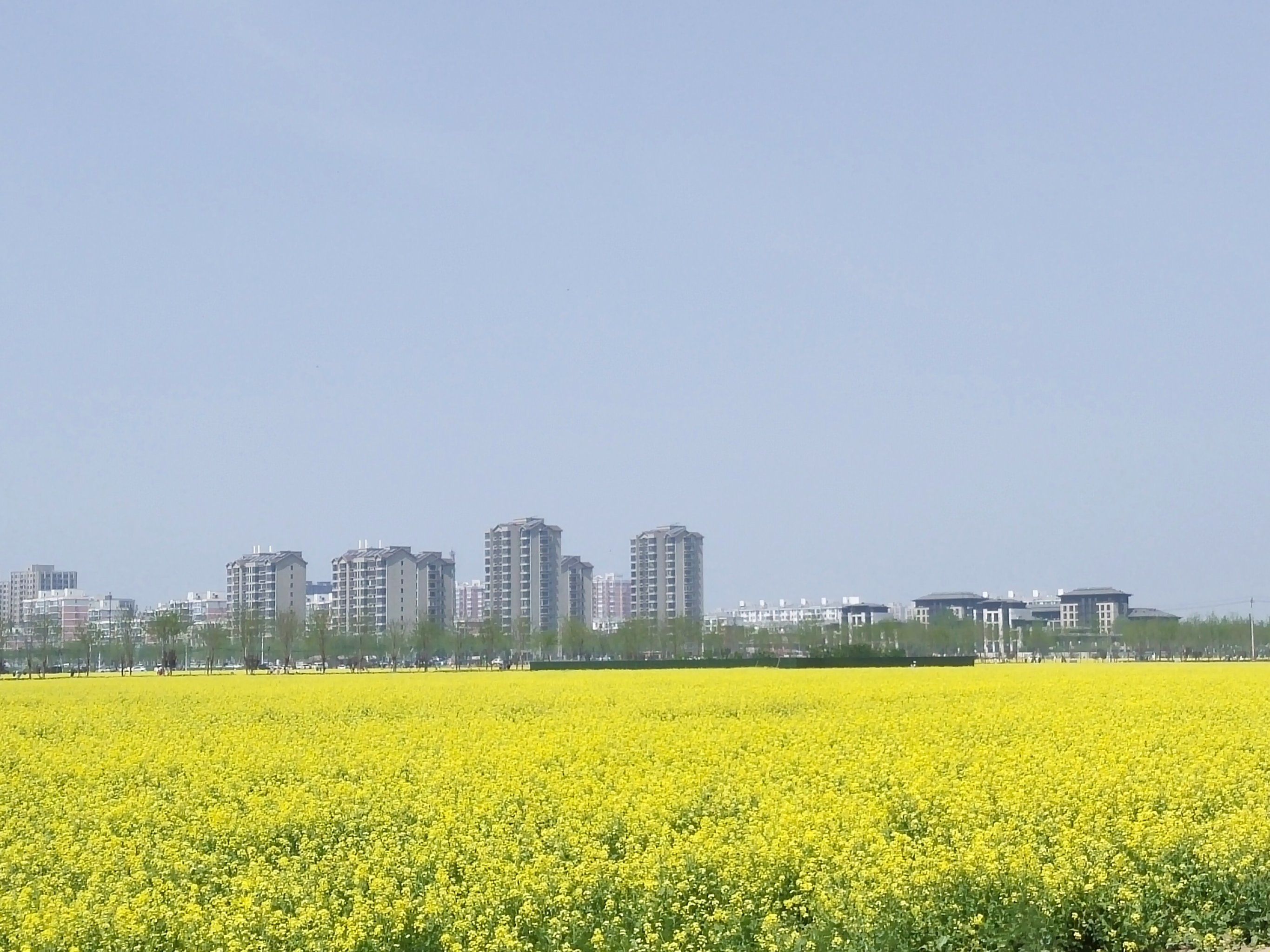 都市中的油菜花海,就在大兴瀛海镇,花期正
