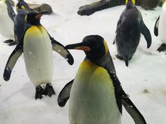 -凯莉-塔尔敦海洋生物水族馆