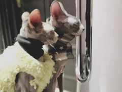 -猫色咖啡·猫咖
