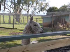 -威勒比开放式动物园