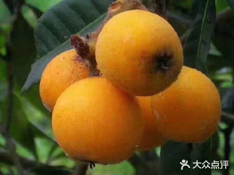 最喜欢塘栖枇杷，是浙江省杭州市余杭区的特产 果行美观