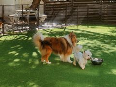 -Dog in Town Ekkamai