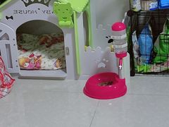 -翊宠yipet猫狗购宠庄园犬舍•猫舍