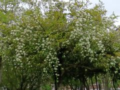 -成都南湖公园