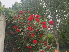 -郑州植物园