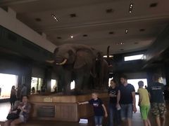 -美国自然历史博物馆