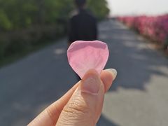 -上海滨江森林公园