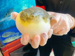 -肆月河豚·新淮扬(金融街店)