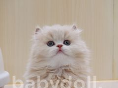 -momokira米努特·德文卷毛猫·棉花面纱犬