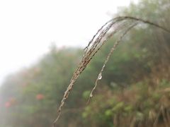 -大围山国家森林公园