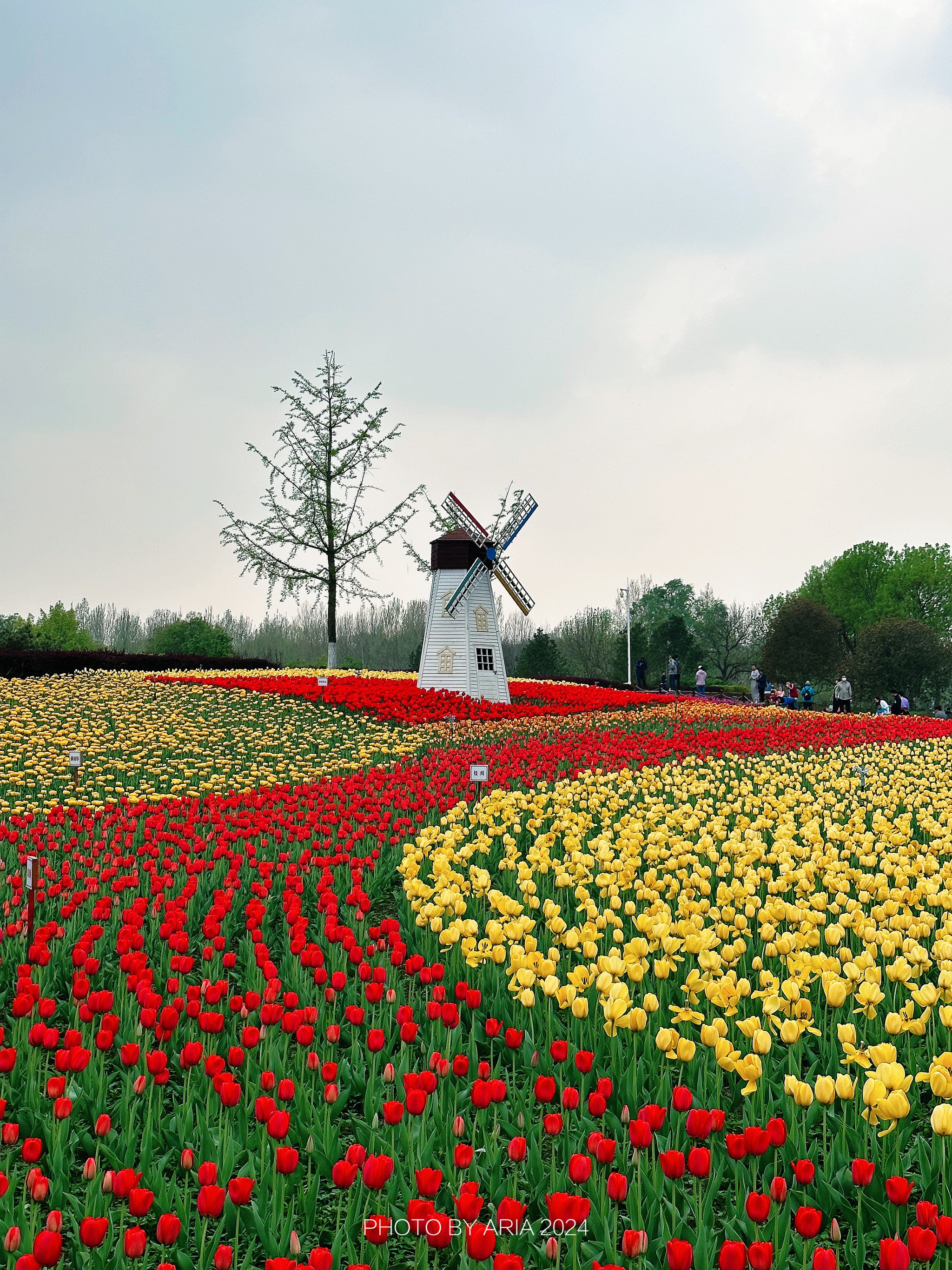 长阳公园郁金香花展图片