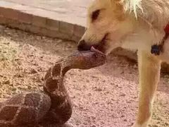 -过锅瘾三汁焖锅(东星时代广场店)