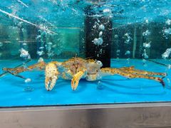 -麦德龙(郑东店)