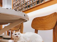 -猫的天空之城概念书店(苏州平江店)