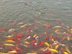 -池杉湖湿地公园