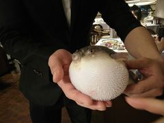 -肆月河豚·新淮扬(金融街店)