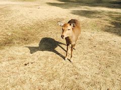 -料亭菊水楼