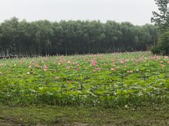 -东郊湿地公园