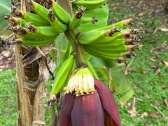 -中国科学院西双版纳热带植物园