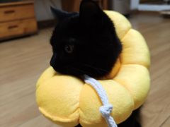 -宠颐生宠物医院·犬猫全科·皮肤科(商业街店)