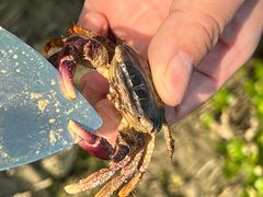 -北海金海湾红树林生态旅游区