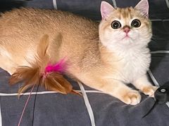 -小猫来了·猫舍(红山六九七九店)
