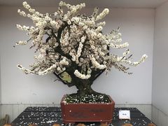 -香雪海