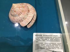 -青岛贝壳博物馆