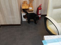 -宠爱国际动物医院·消化内科·心肾内科·ISFM猫友好(望京店)