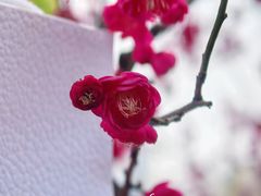 -西北湖绿化广场