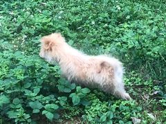-良成狗狗乐园