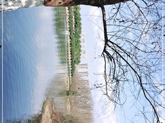 -洋湖国家湿地公园