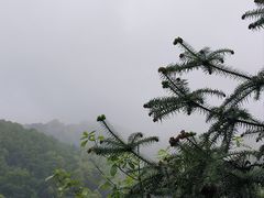 -南山植物园