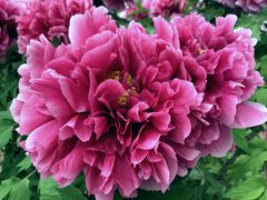 -曹州百花园