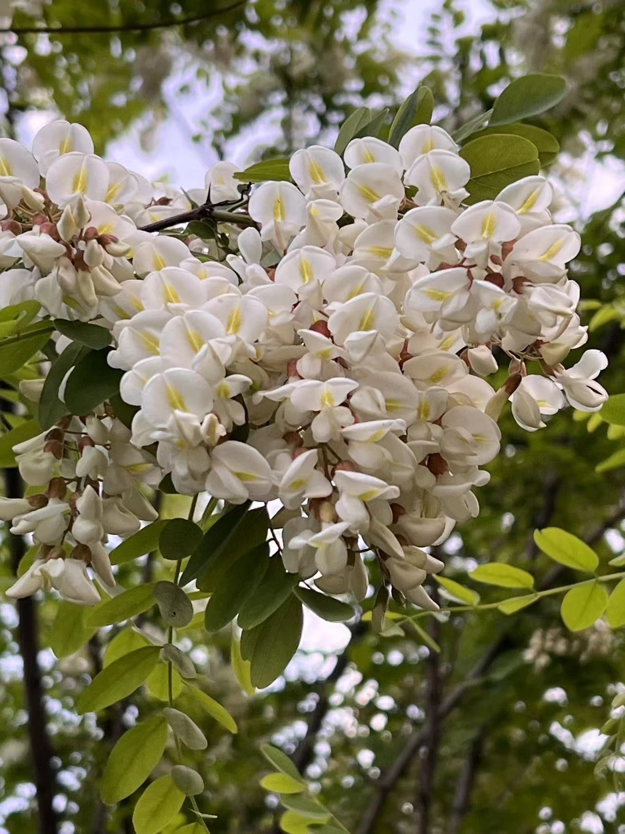 洋槐花98来吃啦