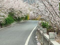 -樱花山风景区