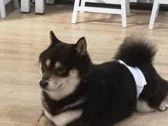 -南京Hallo宠物乐园·哈罗犬舍·柴犬繁育基地