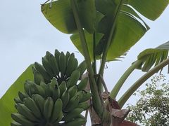 -云溪植物园