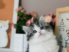 -小猫来了·猫舍(红山六九七九店)