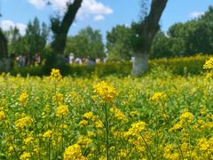 -长白岛森林公园