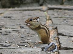 -五营红松林海景区