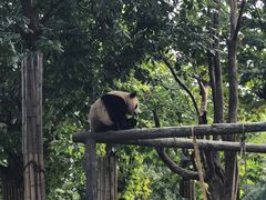 -都江堰中华大熊猫苑