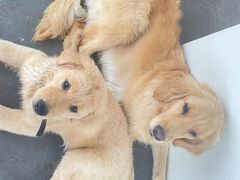 -趣多多宠物公园·宠物训犬学校·宠物寄养