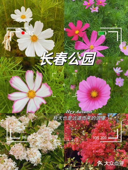 长春公园(普阳街道)图片