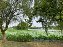 -梁鸿国家湿地公园