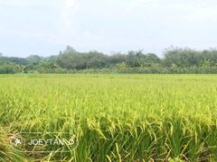-堤边美食