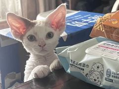 -联合动物医院(光谷诊疗中心)