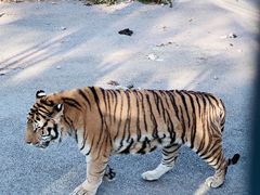 -大连森林动物园